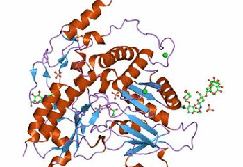 Crystal structure of alliinase from garlic- apo form